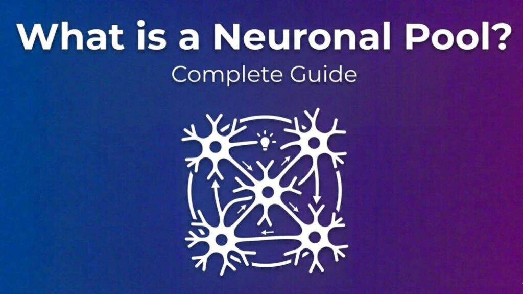 What is a Neuronal Pool