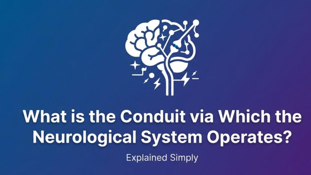 What is the Conduit via Which the Neurological System Operates