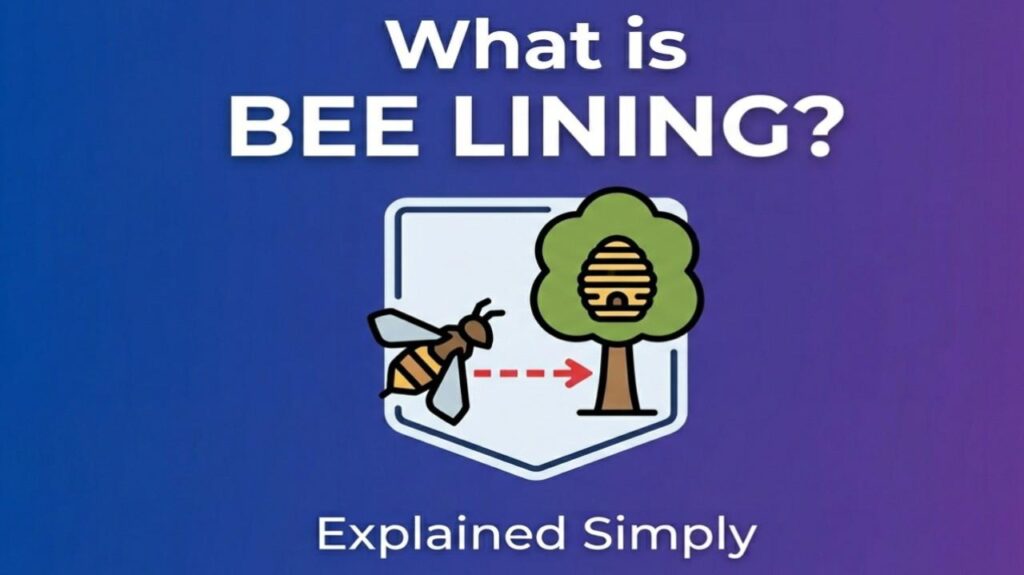 what is bee lining